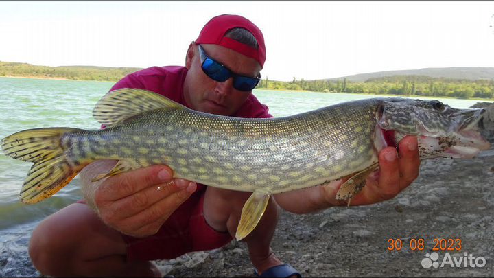 Живая рыба оптом карп, щука