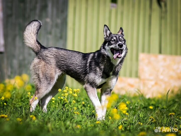 Собака в добрые руки
