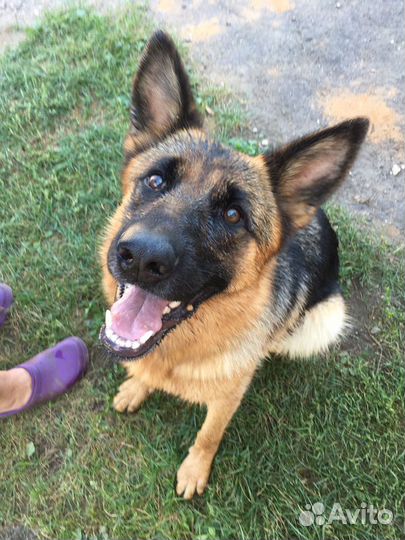 Ветеринарная помощь на дому