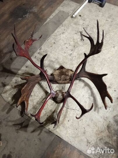 Рога оленя