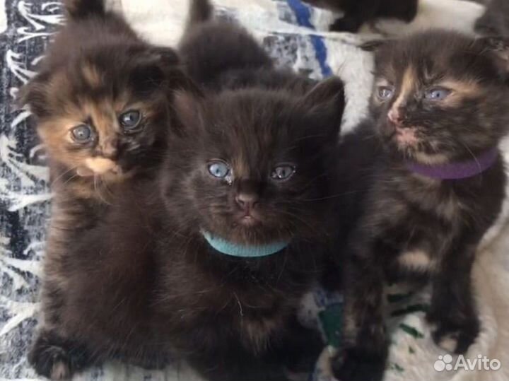 Вислоухие котята в добрые руки