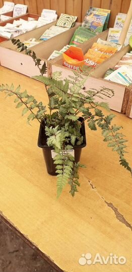 Кочедыжник ниппонский Металликум