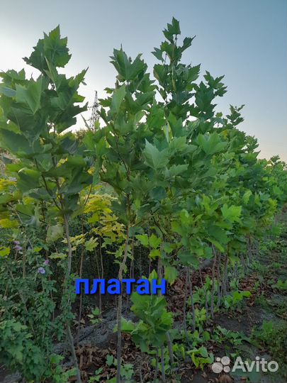 Декоративные лиственные деревья и кустарники