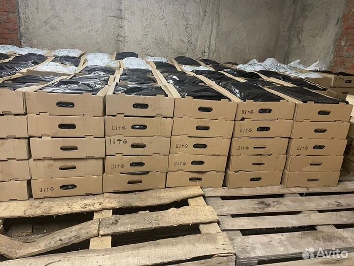 Сеянцы ели зкс от производителя