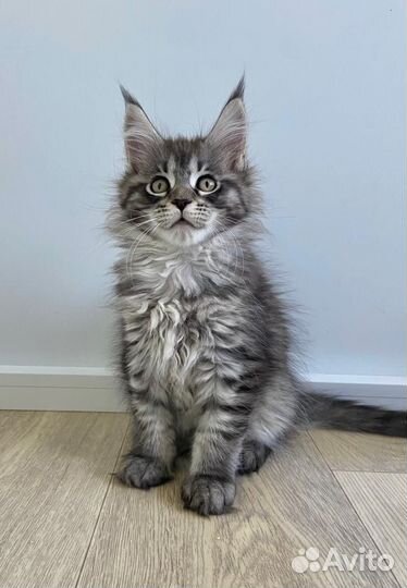 Котята мейн-кун