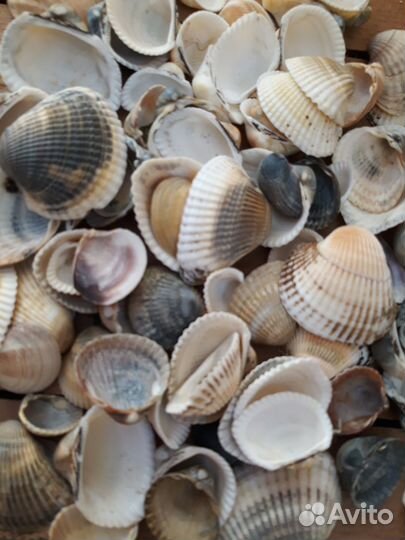 Морские ракушки раковины