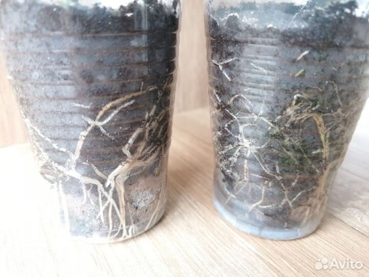 Розмарин саженцы