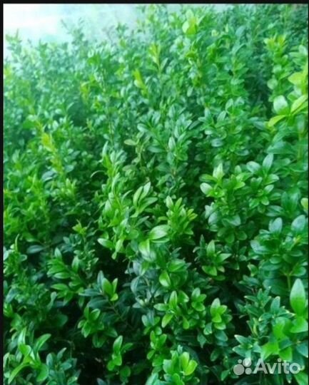 Укорененные черенки самшита