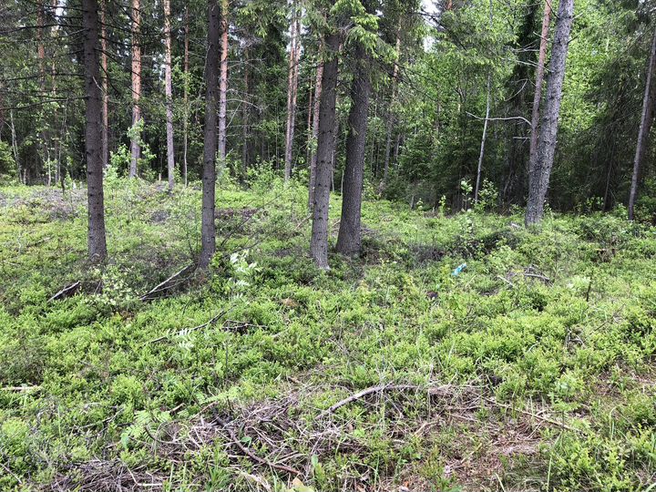 Участок 16 сот. (СНТ, ДНП)