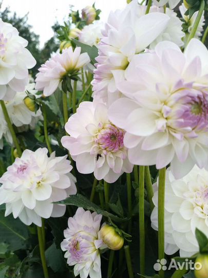 Букет георгины