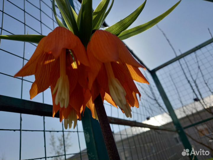 Луковицы рябчика