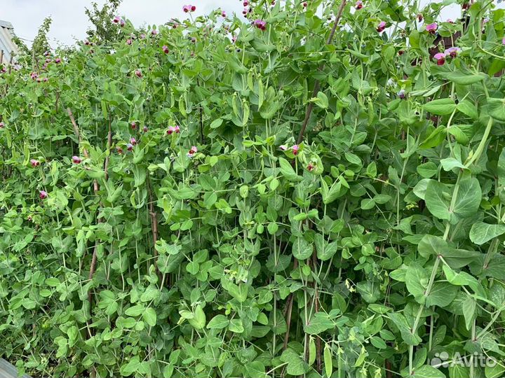 Горох сортовой