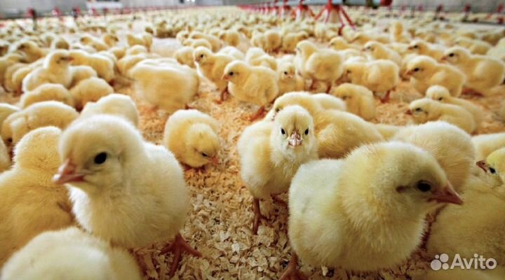 Цыплята бройлеры росс 308