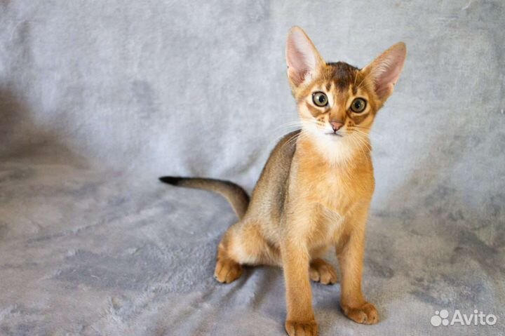 Абиссинские котята
