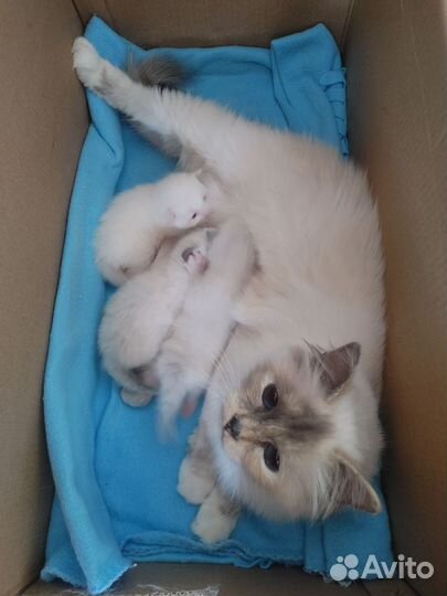 Котенок Священной Бирмы