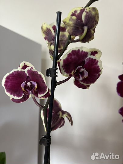 Орхидея фаленопсис сортовая Голландия