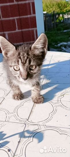 Кошка крысоловка в добрые руки