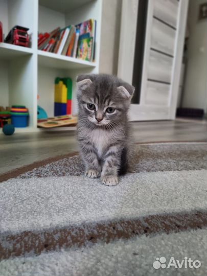 Шотландская вислоухая кошка