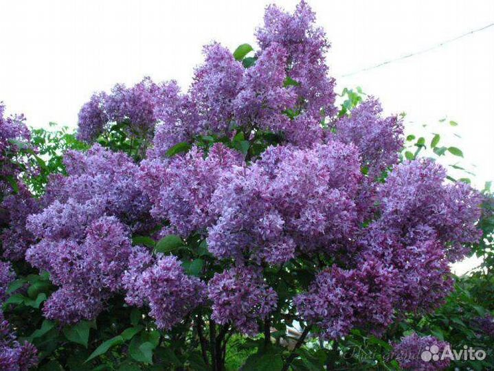 Махровая сирень Небесные цветы