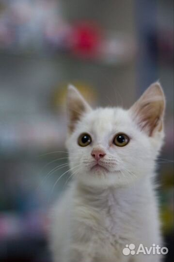 Котснежок