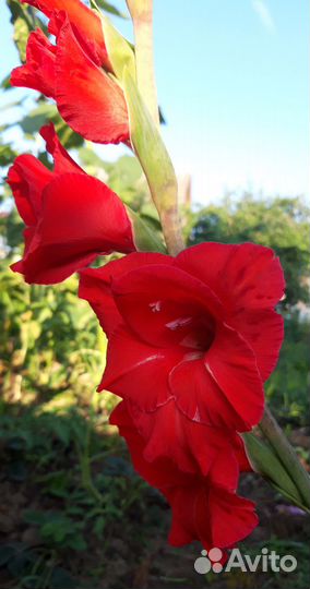 Гладиолусы луковицы