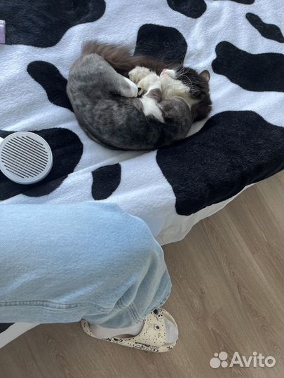 Миниатюрная кошечка в добрые руки