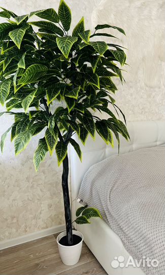 Декоративные деревья