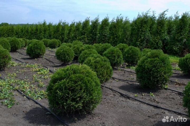 Туи западные Туи смарагд. Быстрая доставка до учас