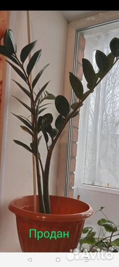 Замиокулькас(долларовое дерево), традесканция