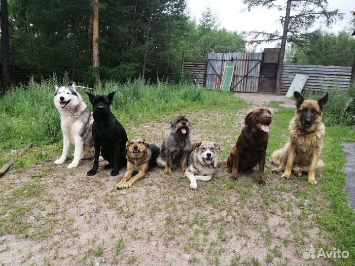 Гостиница для животных