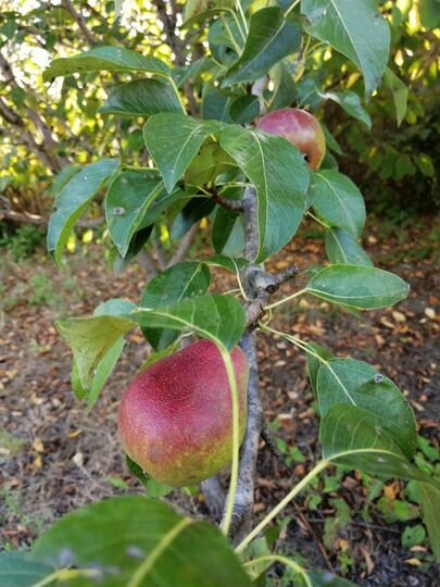 Участок 12,2 сот. (ИЖС)