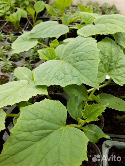 Рассада огурцов