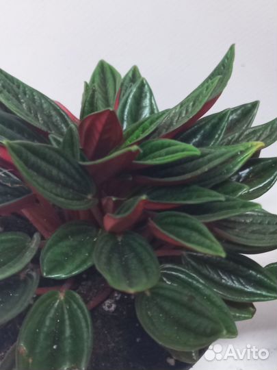 Пеперомия россо