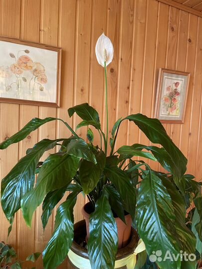 Спатифиллум