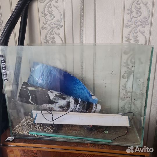 Аквариумные рыбки