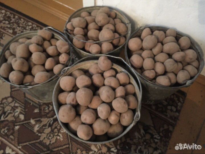 Семенной картофель на посадку (домашний )