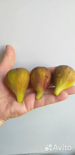 Саженцы инжира