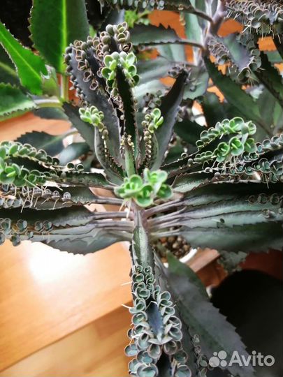 Кактусы и излишки суккулентов - детки