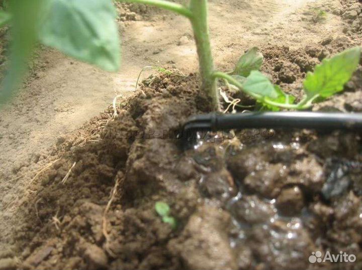 Капельный полив прикорневой