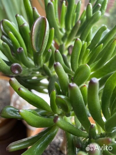 Комнатные цветы: толстянка Хоббит деревце-бонсай