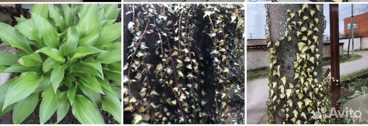 Нарцисс ромашка жимолость мискантус цветы