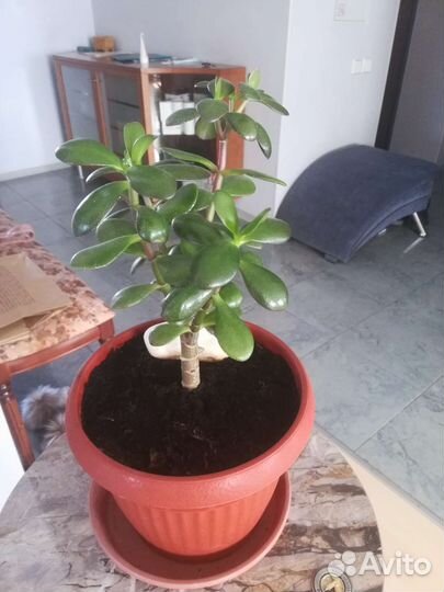 Красула толстянка