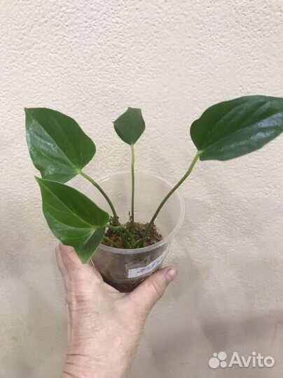 Антуриум Пинк Февер - бронь