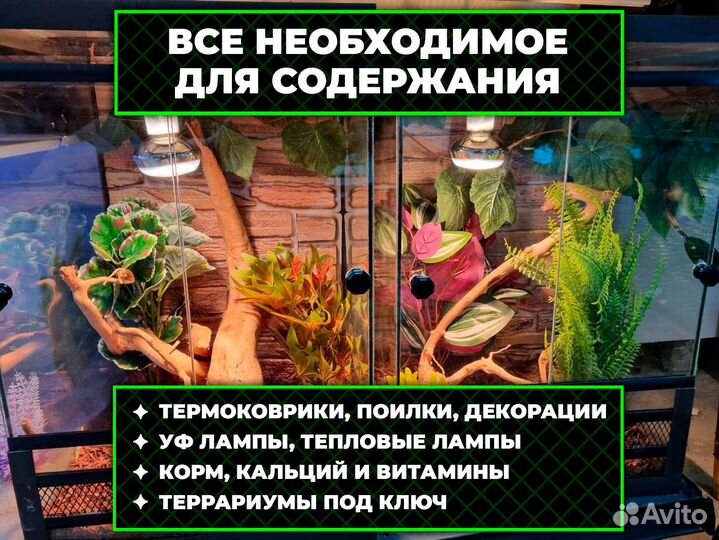 Тигровая змея