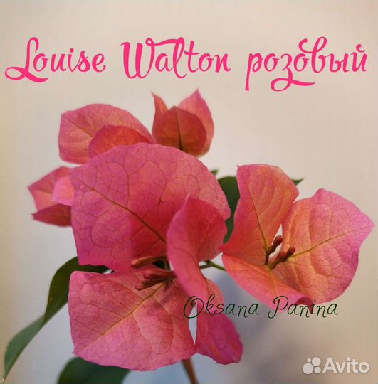 Бугенвиллия сортовая