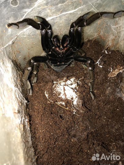 Паук птицеед