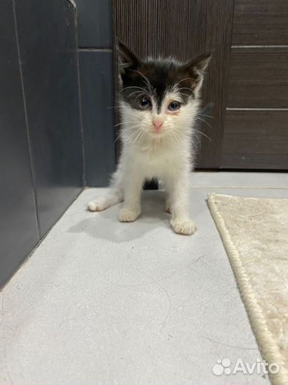 Котёнок девочка