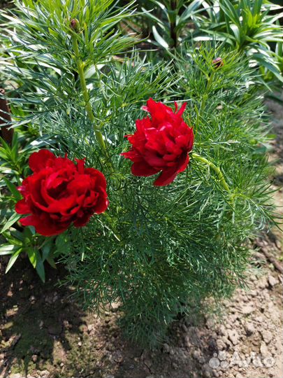 Пион ранний махровый