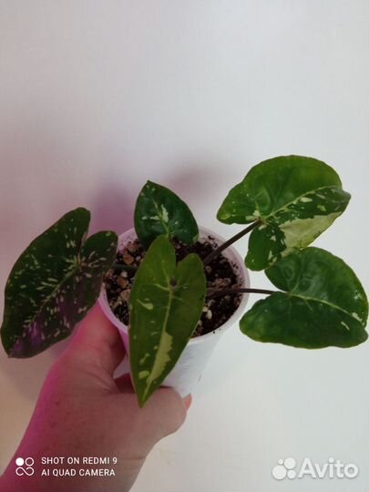 Сингониум Панда