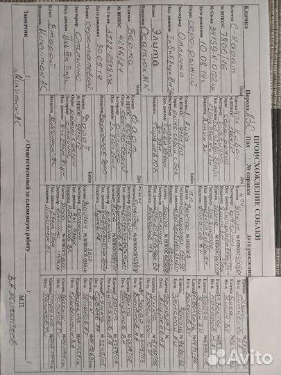 Щенки Лайка Западно сибирская